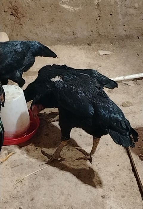 Дакан макиёнлар 3 та ва 5 та жужа  макиён 4 кг тепа тухумда