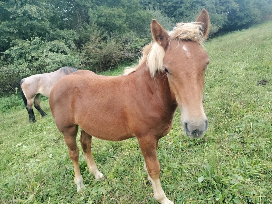 Mînz de 7 luni caută alții iubitori