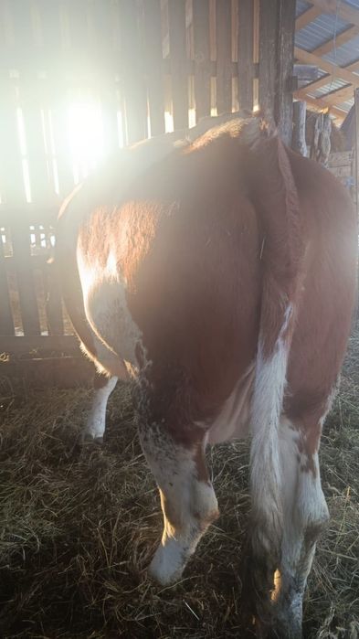 Vând vaca de rasă Bălțata românească