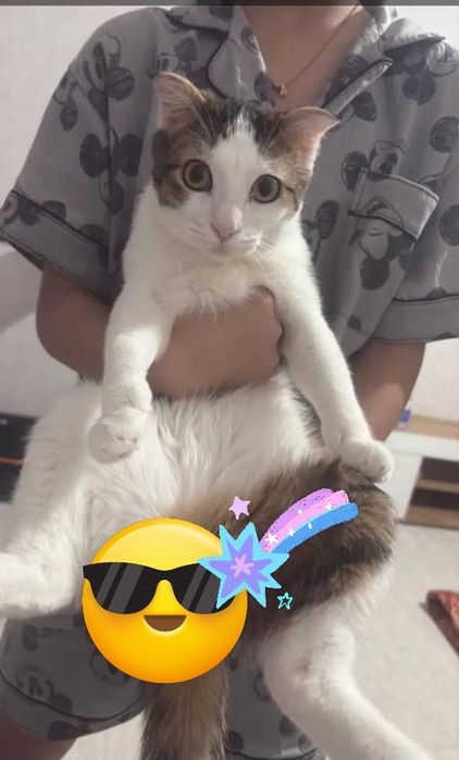 Крутой красивый котик