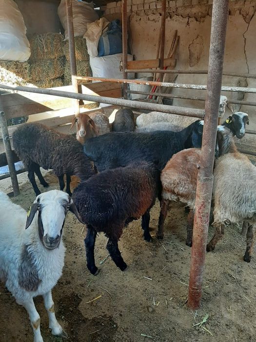 Қойлар тоқтылар сатылады