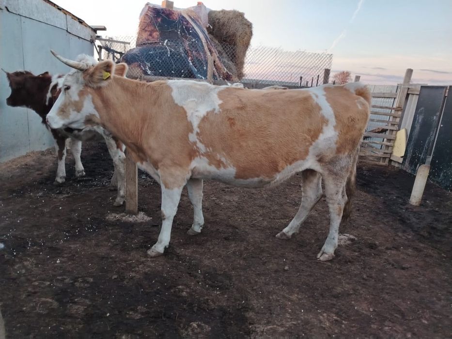 Сиыр сатылады торт туган, еки ай болды суалып кеткен
