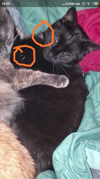 Търси се  София център черна котка.