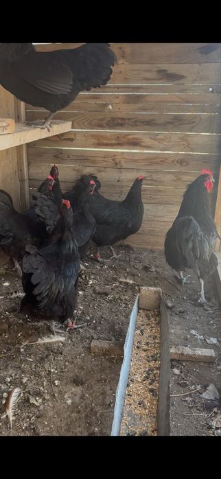 Черный австралорп