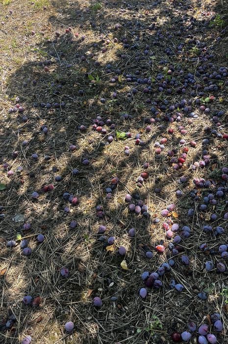 Vand Prune D agen Arjan pentru tuica