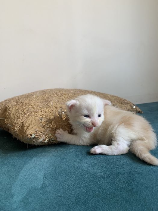 Малышки мейнкун с родословными