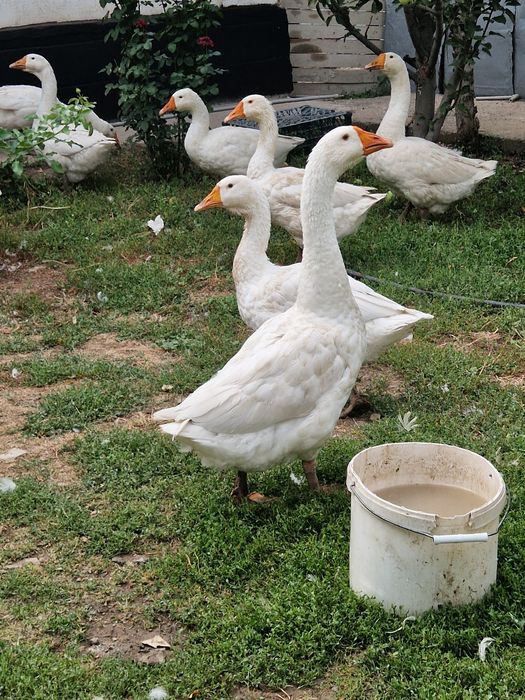 Гуси домашние молодые