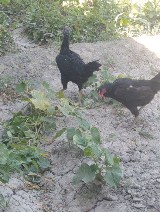 Kulangi tovuq zoʻri