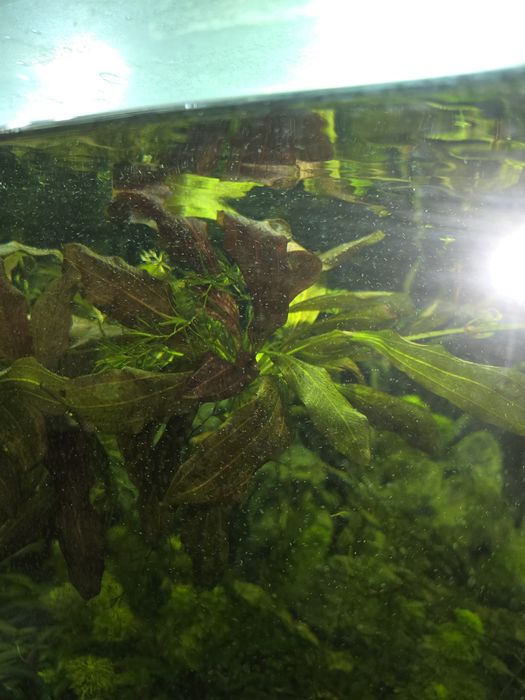 Продам деток эхинадоруса