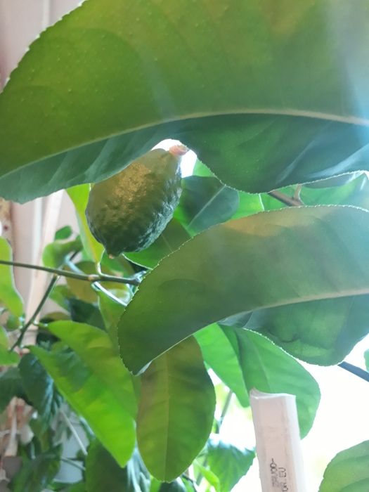 Дерево лимон, лимоны большие