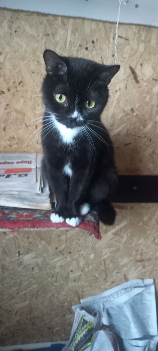 Котенок (кошечка)  ищет дом