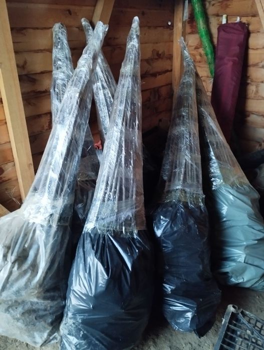 Puieți de Paulownia