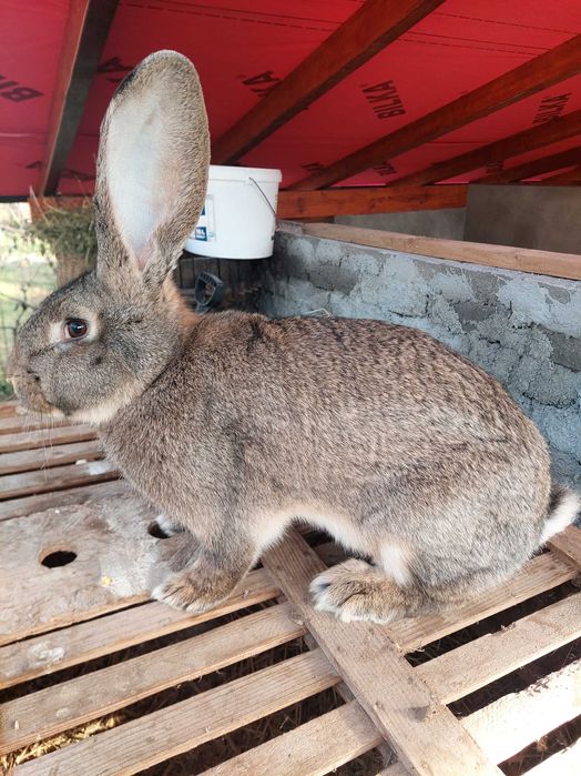 Iepuri urias german la vanzare