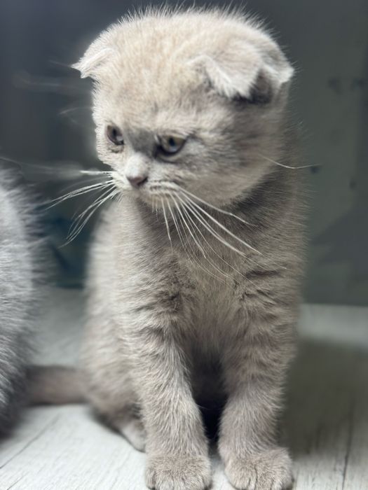 Продаются котята