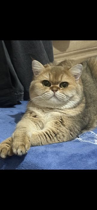 Шиншила кошка пр