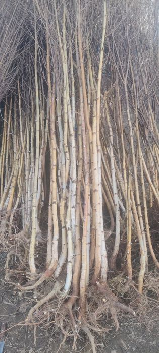 Puieți de mesteacăn alb