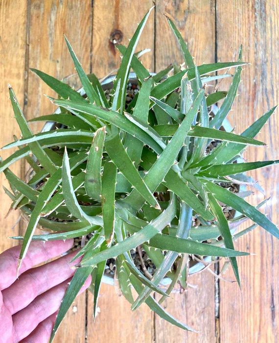 Выносливый суккулент диккия бревифолия (Dyckia Brevifolia), недорого