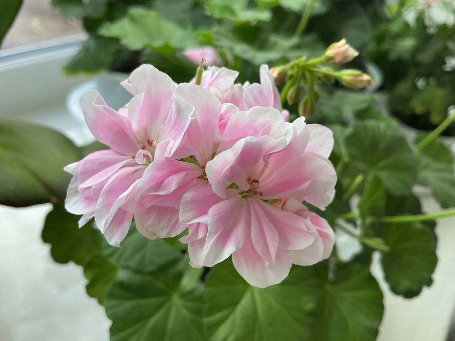 Сортовые пеларгонии