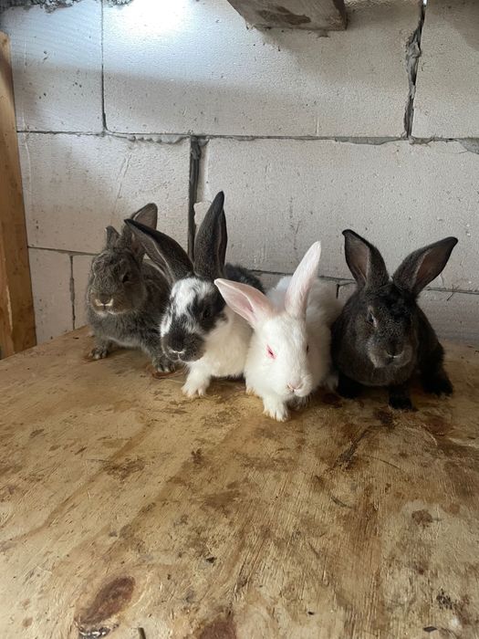 Iepurași metis de fluture