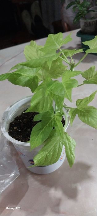 Цветы для сада, дома