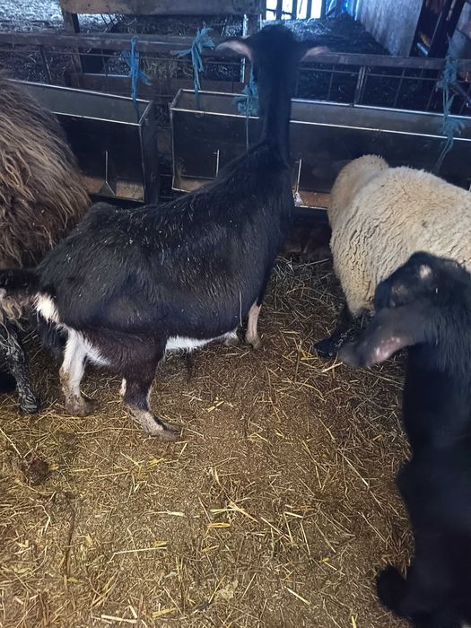 Capre fatate cu iezi