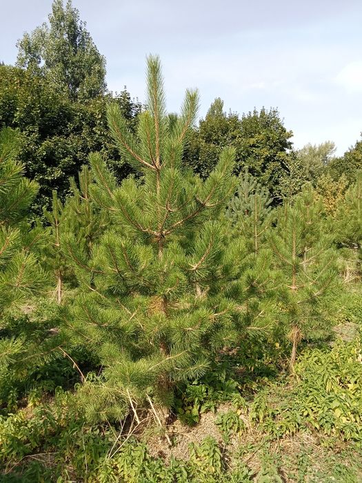 Сосна крымская 4+