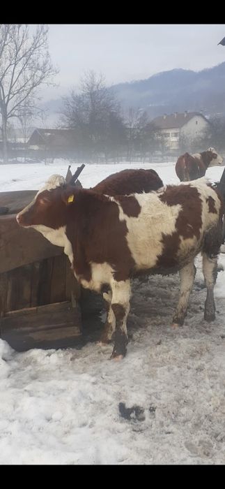 Vițea frumoasă de 7 luni