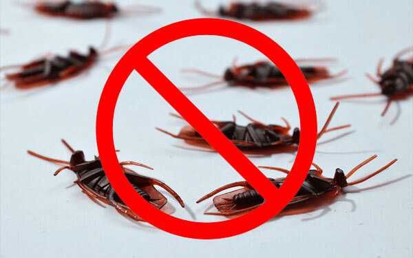 Дезинфекция | Дизенфекция | Дизинфекция клопов тараканов от блох змей