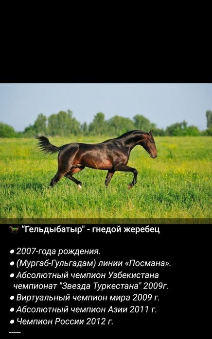 Ot Sotiladi Продаётся лошадь