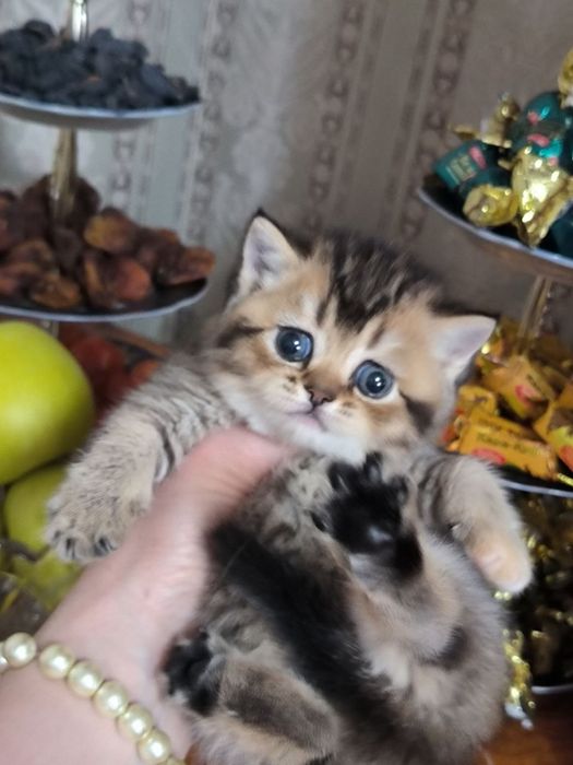 Шикарные котята  шиншилки