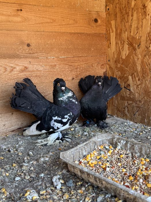 Pereche porumbei rostow