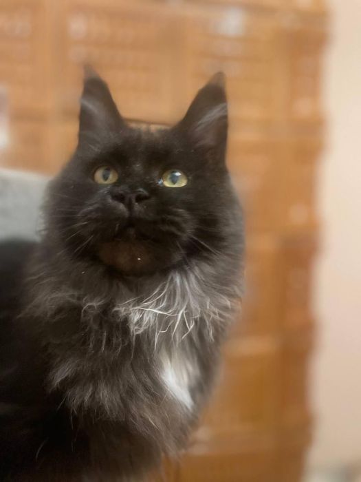 Maine Coon cu părinții campion.