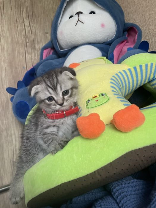 турецкая ангора котята и другие