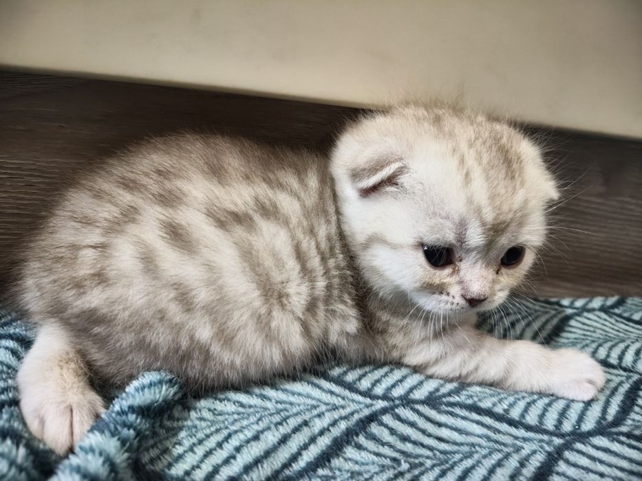 Продаются котята британцы