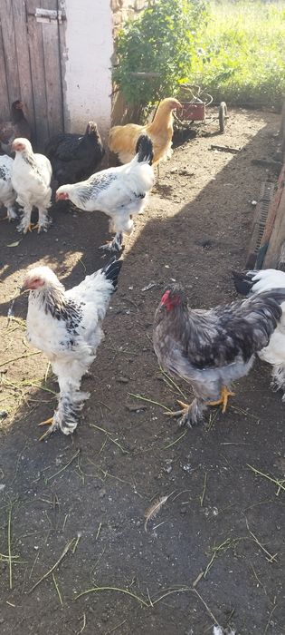 De vânzare cocoși brahma herminat deschis și galbeni unu negru