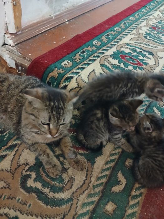 Котята в добрые руки