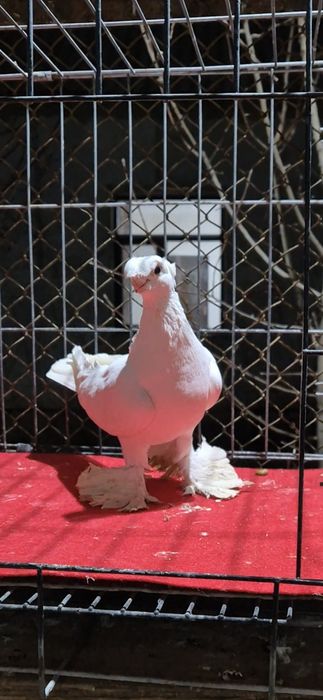 Белый самец голуб