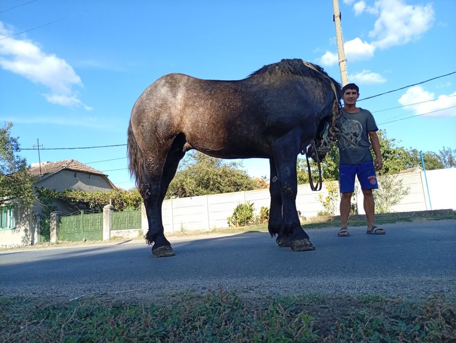 Vând armăsar de 3 ani sur