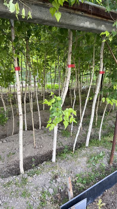 Beryoza берёза oq qayin Ок кайин