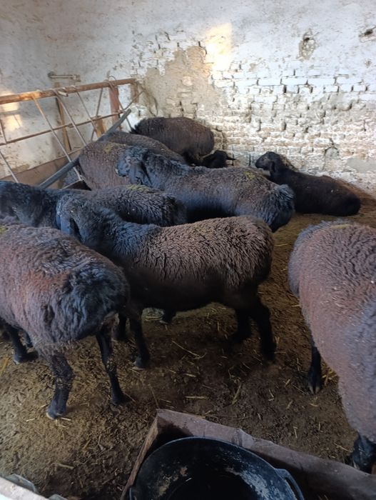 Кучкорла сотилади