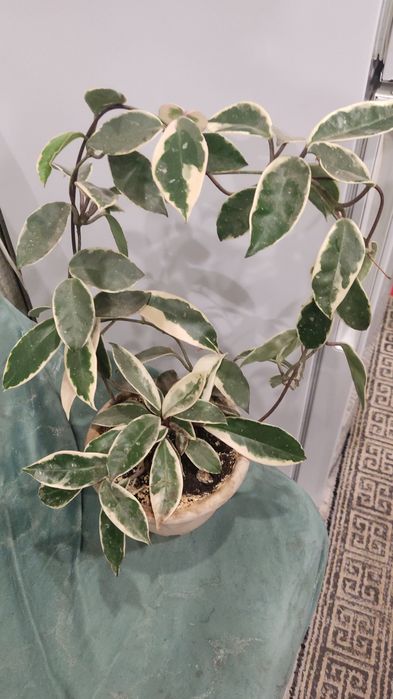 Продам цветы комнатные.