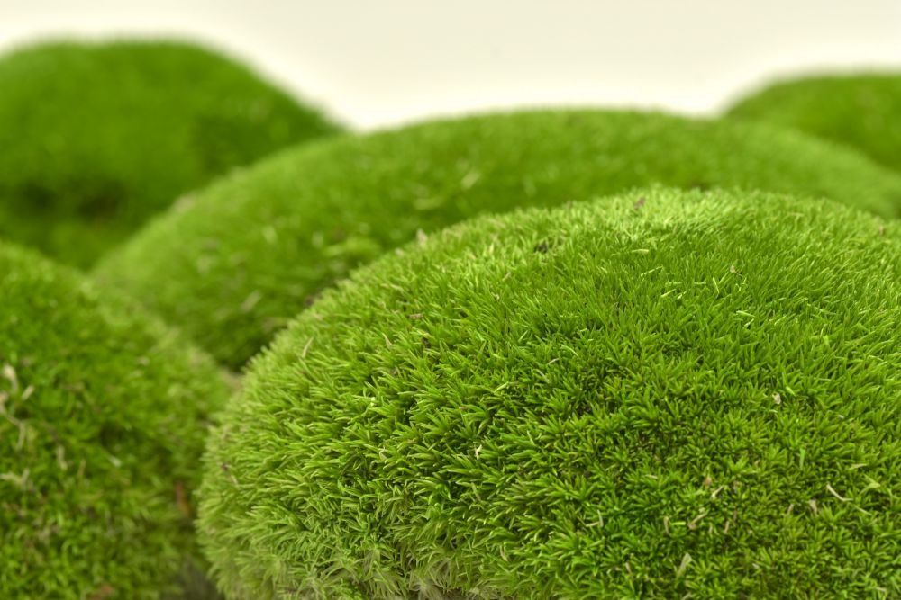 Muschi bombati calitatea 1