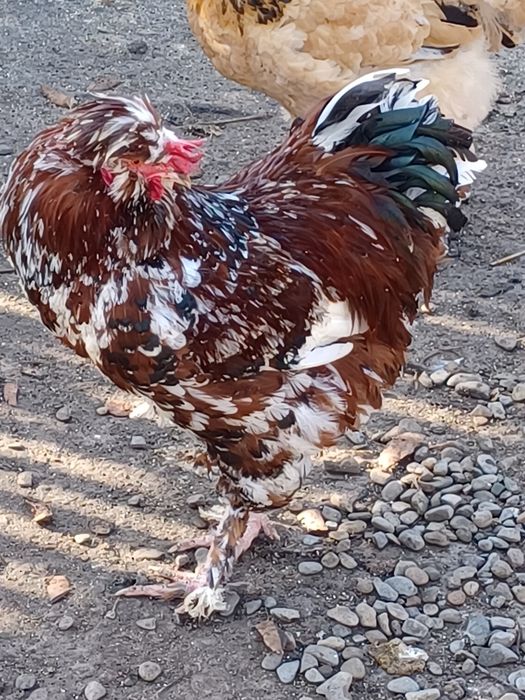 Vand doi cocosi strumschi porțelan și unu brahma galben