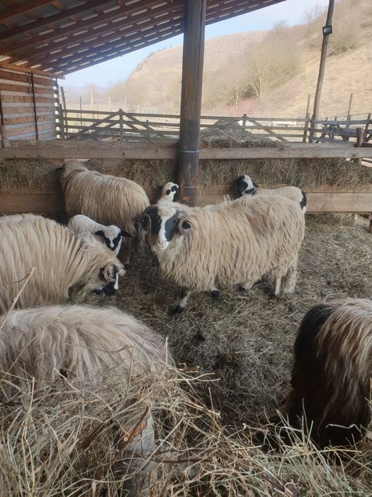 Oi de vânzare 14 Miori și un Berbec