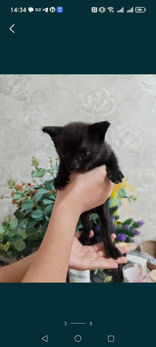 Отдам котят. В добрые руки