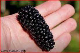 Лучшие Сортовые Саженцы Ежевики Без Шипов