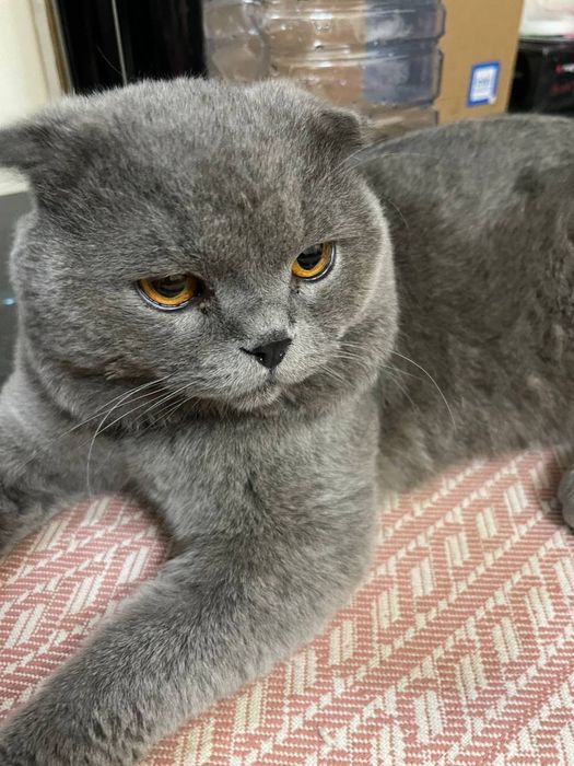 Scottish fold    Sotiladi