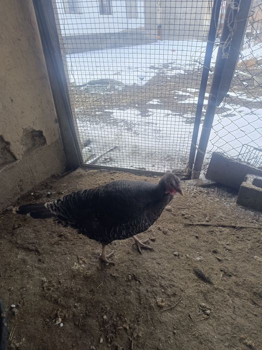 Срочно продам индюшек