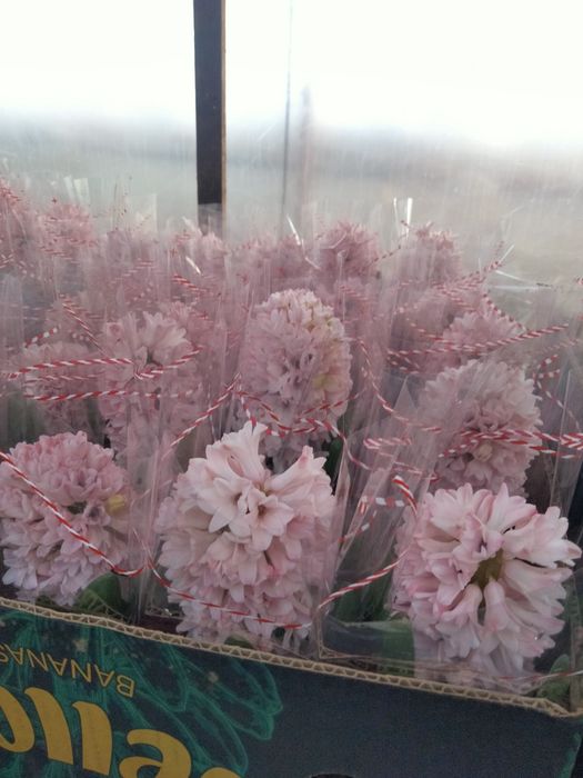 Zambilă direct de la producător