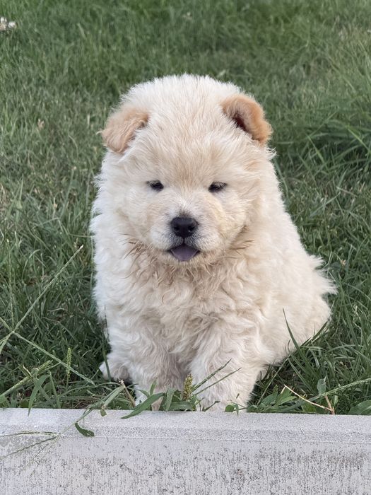 Vand catelus CHOW CHOW